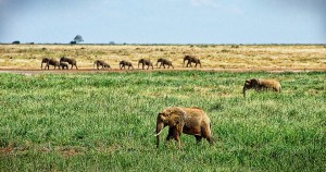 elephant-1065635_960_720