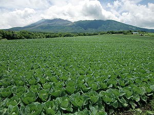 300px-Tsumagoi_Cabbage&Asamayama