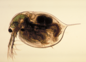 Daphnia_magna