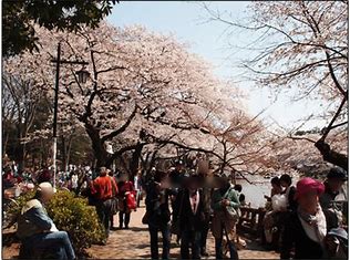 お花見人気スポット　御殿山の桜 （静岡県）