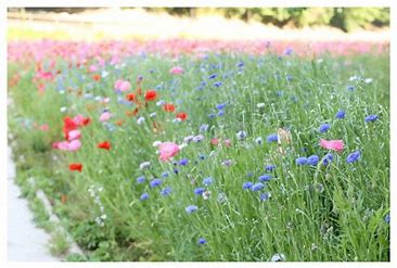 美しすぎる青い花絶景ネモフィラ名所おすすめ・くりはま花の国　【神奈川県】