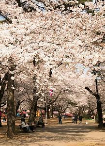 お花見人気スポット　大宮公園の桜 （埼玉県）