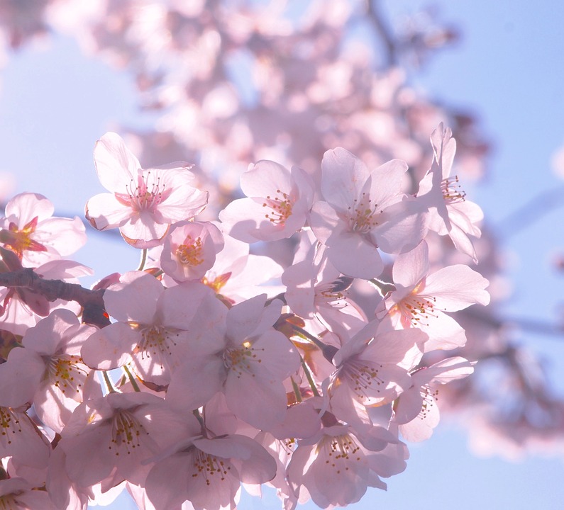 お花見人気スポット 美唄市東明公園の桜 (北海道)